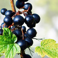 Black Currant Cuttings 10 Inch Ribes nigrum 12 Pcs Fruit Bushes Berry Plants Garden Starter Live Plant