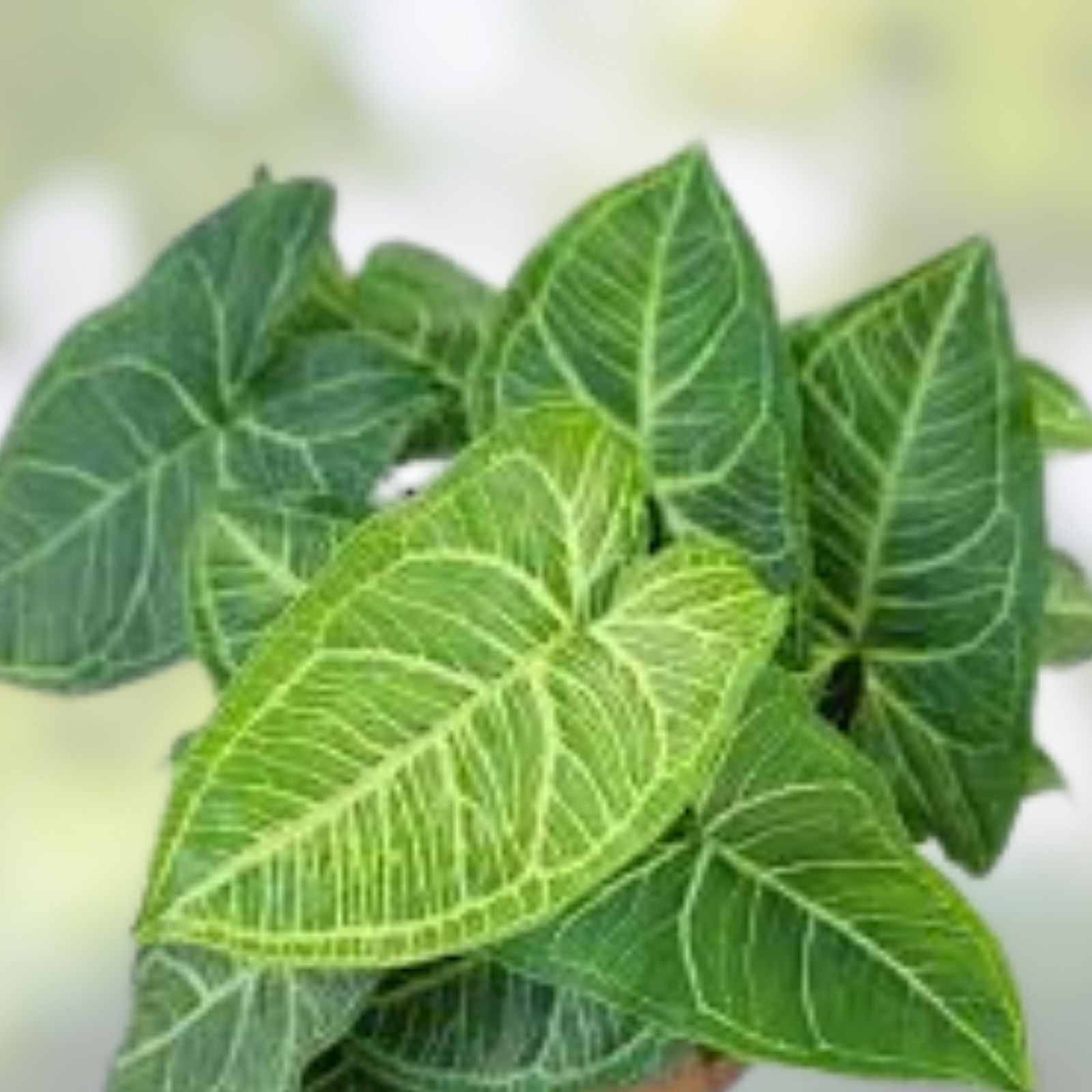 Syngonium Batik Houseplant Potted Rooted Variegated Green Cream Indoor Plant Starter