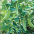 Early Alaska Pea Seeds, Heirloom Non-GMO, Vegetable Garden Seeds, Pisum sativum, 100+ Starter Plants for Home Garden