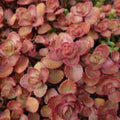 Red Carpet Sedum Live Plant Starter Clump, Trailing Succulent, Red Foliage, Evergreen, Sedum spurium, Houseplant, Ground Cover