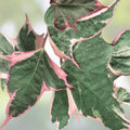 Cotton Candy Sweet Potato Vine Cuttings Ipomoea batatas Trailing Houseplant 15-18 Inch Live Starter Plant