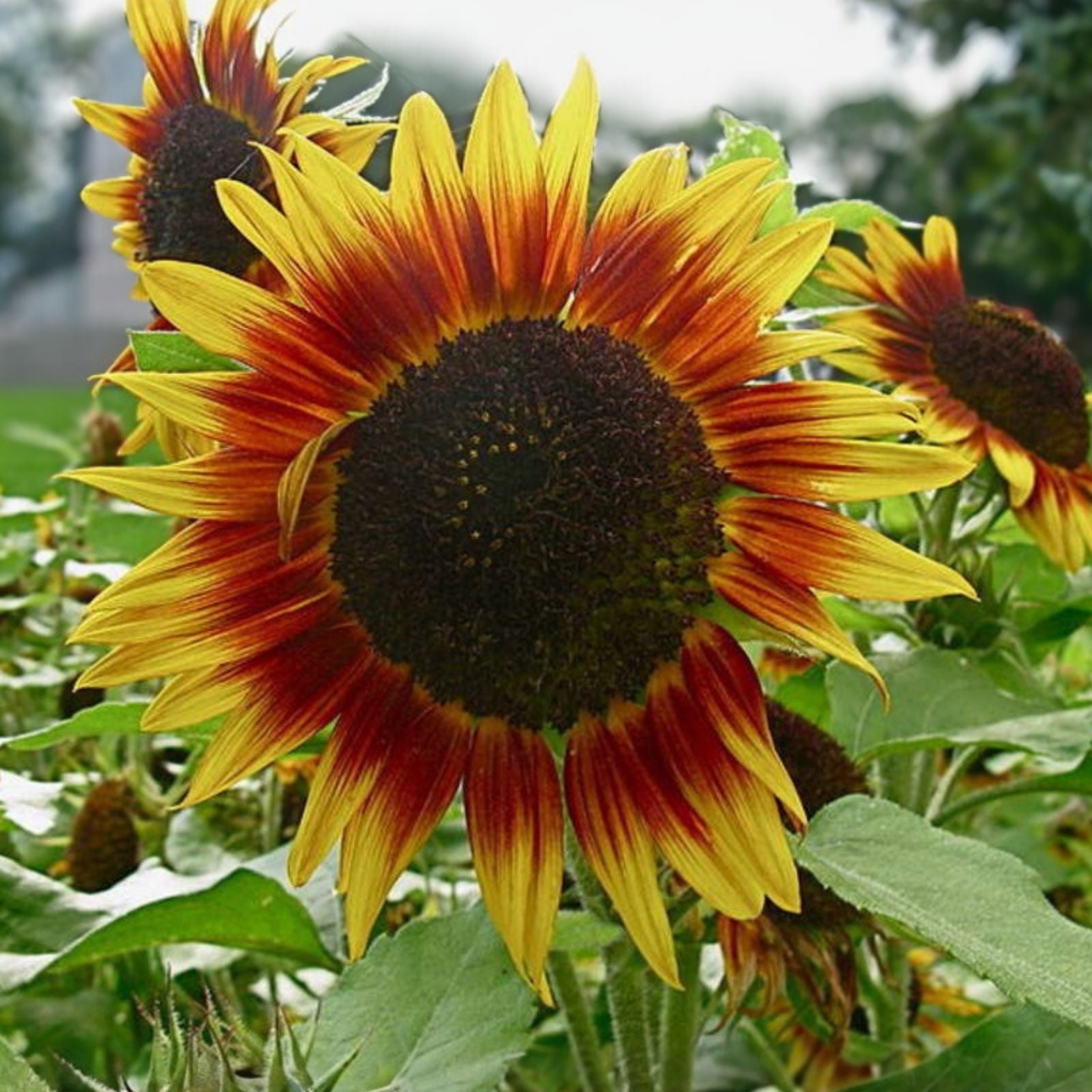 Sunflower Seeds 25+ Pack Autumn Beauty Helianthus annuus Non-GMO Bird & Pollinator Friendly Live Plant or Seed