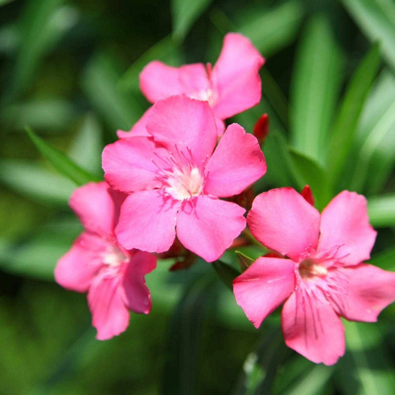 Pink Oleander Live Plant Cuttings 7" Nerium oleander Garden Flower Propagation Starter Plant