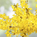 Weeping Forsythia Bush Seeds – 50 Seeds – Forsythia suspensa – Ornamental Shrub for Gardens – Fast-Growing Decorative Plant