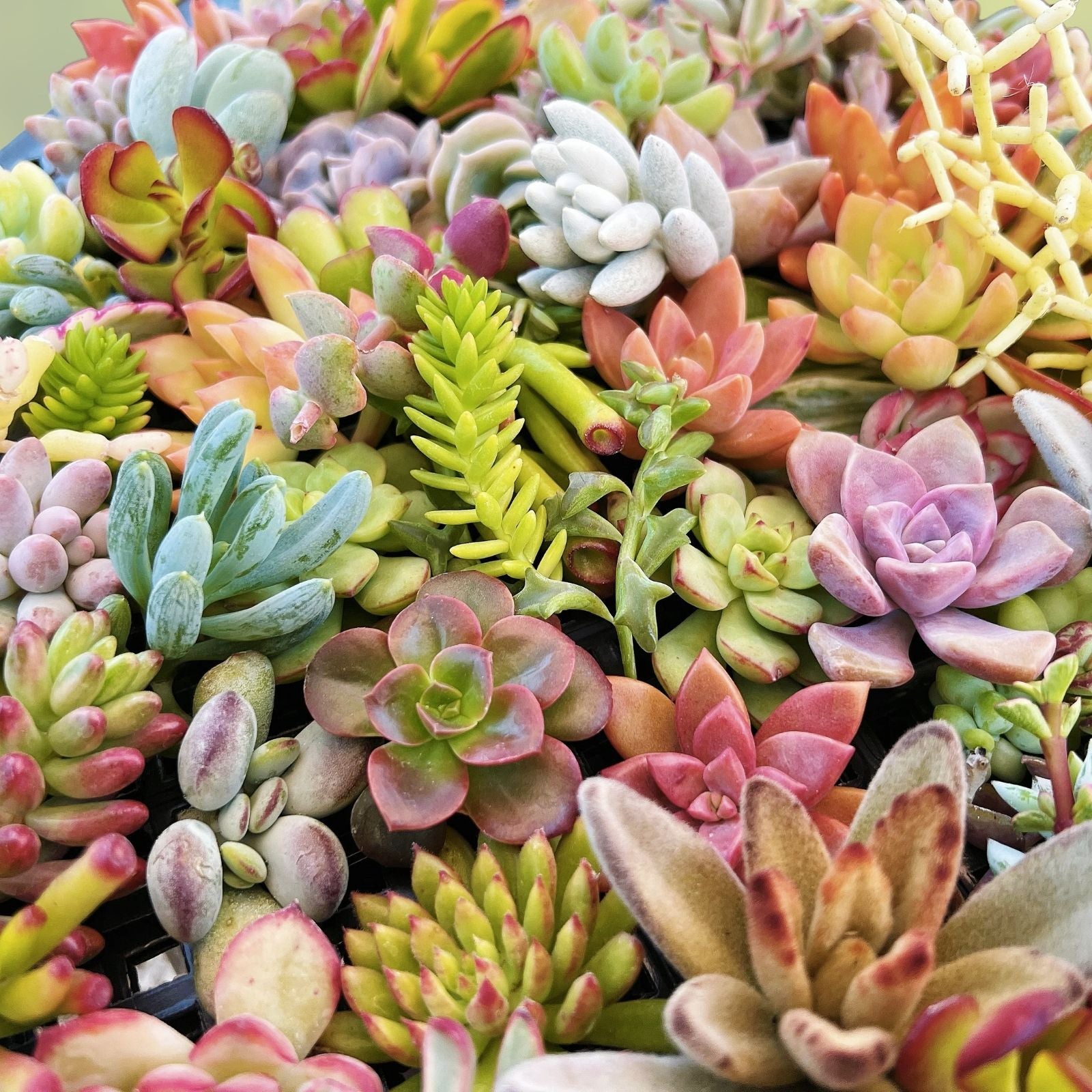 Assorted Succulent Cuttings 6 Varieties Echeveria Sedum Live Plant Clippings DIY Houseplant Starter