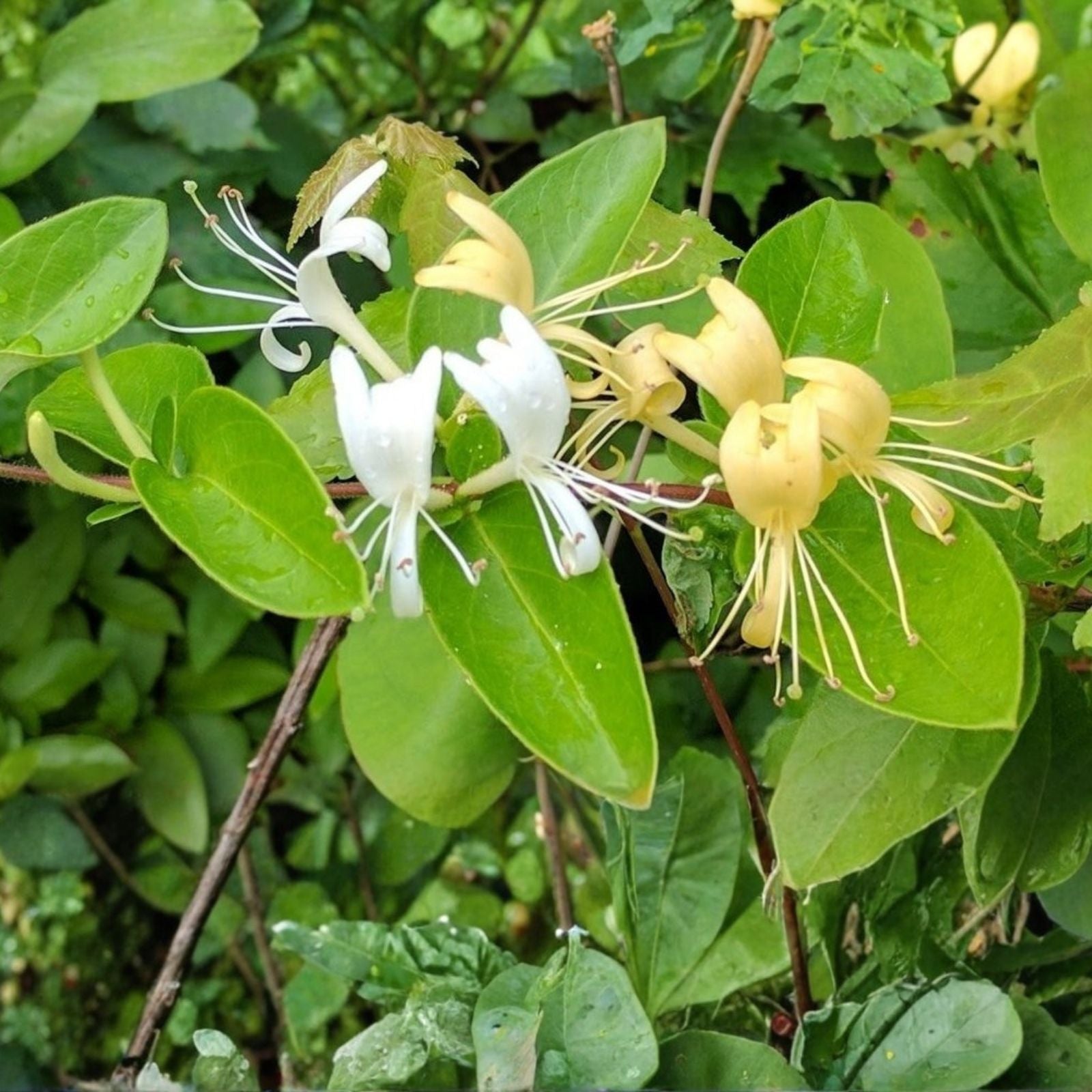 Live Rooted Japanese Honeysuckle Vines Lonicera japonica Heirloom 12 Plants, Fragrant Southern Alabama Heritage, Live Plant, Starter Plant