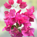 Bougainvillea Cuttings Fuchsia Pink 6" Live Plant 7-Pack Unrooted Starter Houseplant