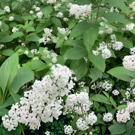 New Jersey Tea Seeds – 50 Seeds – Ceanothus Americanus – Native Shrub for Wildflower Gardens and Landscaping