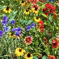 Anemone coronaria Flower Bulbs 6 Pack Mixed Colors, Garden Bulbs, Semi-Double Petals, Live Plant, Spring Blooming