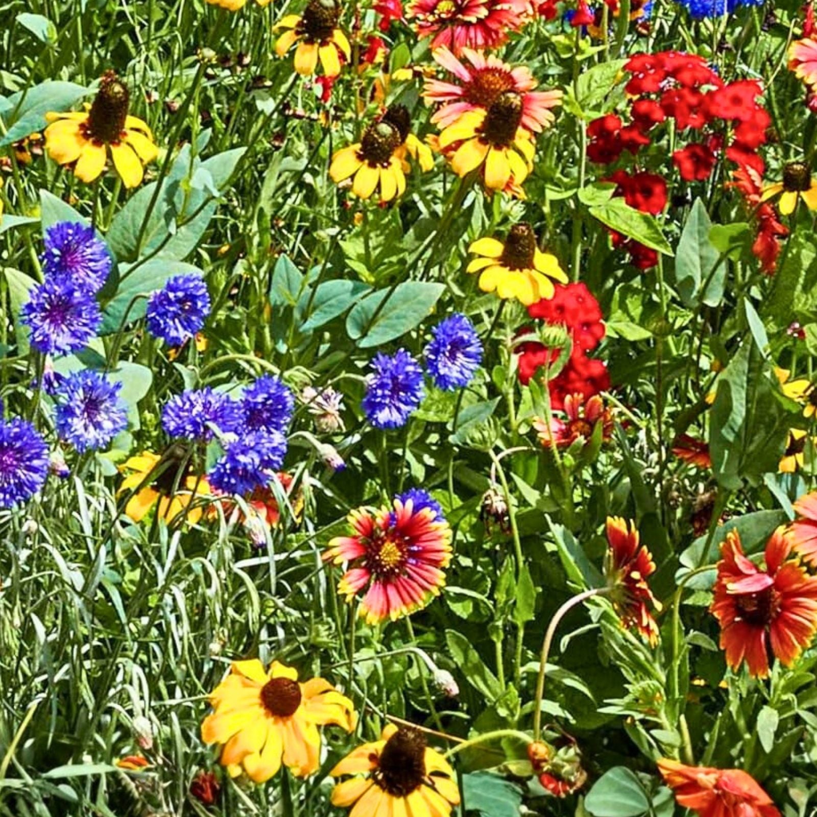 Anemone coronaria Flower Bulbs 6 Pack Mixed Colors, Garden Bulbs, Semi-Double Petals, Live Plant, Spring Blooming