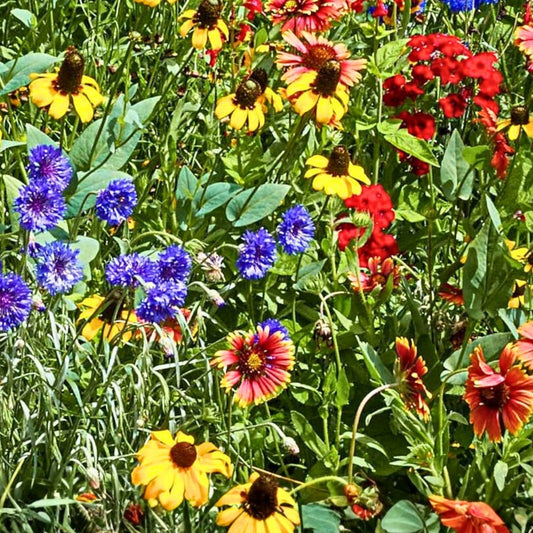 Anemone coronaria Flower Bulbs 6 Pack Mixed Colors, Garden Bulbs, Semi-Double Petals, Live Plant, Spring Blooming