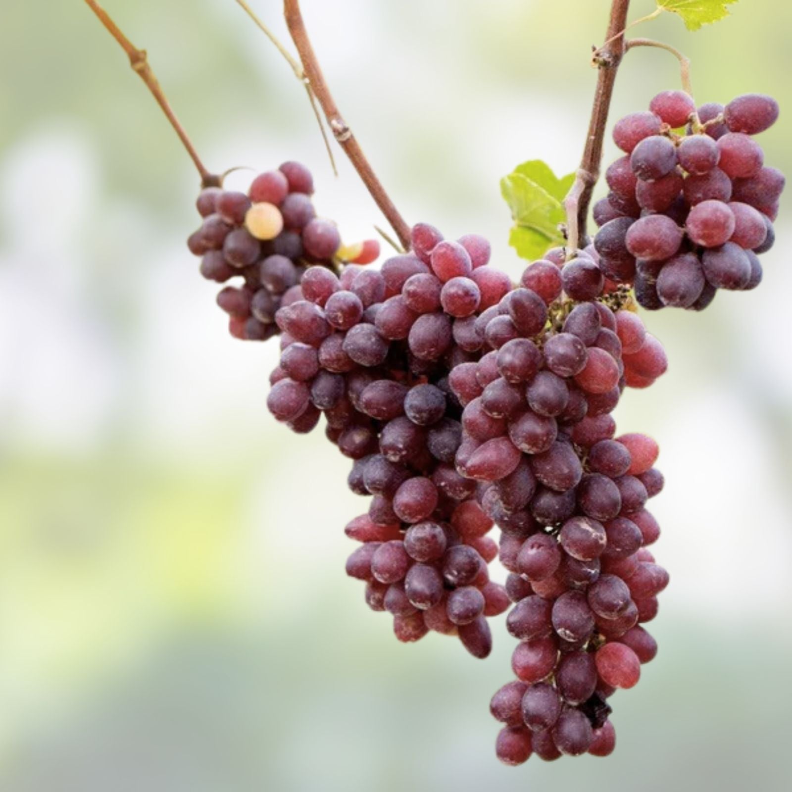 Crimson Vine Cuttings Vitis vinifera Large Red Seedless Table Grapes for Raisins Live Plant Bare Root Starter