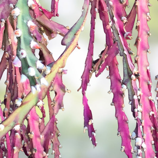 Lepismium Cruciforme Pink Blooms Cutting 4 Inches Rare Hans Wiehler Succulent Plant Propagation Material