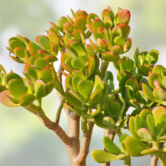 Jade Plant Starters 4-6" Crassula ovata Live Houseplant Easy Care Indoor Succulent Cutting