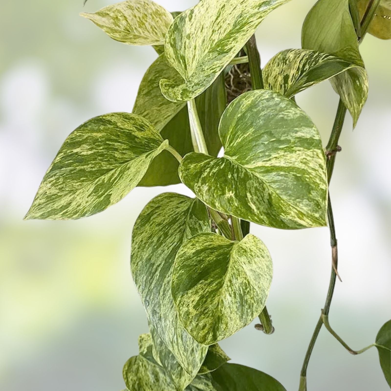 Pothos Cutting with Roots - Marble Queen Variety - Epipremnum aureum Houseplant Propagation - Indoor Plant Accessory