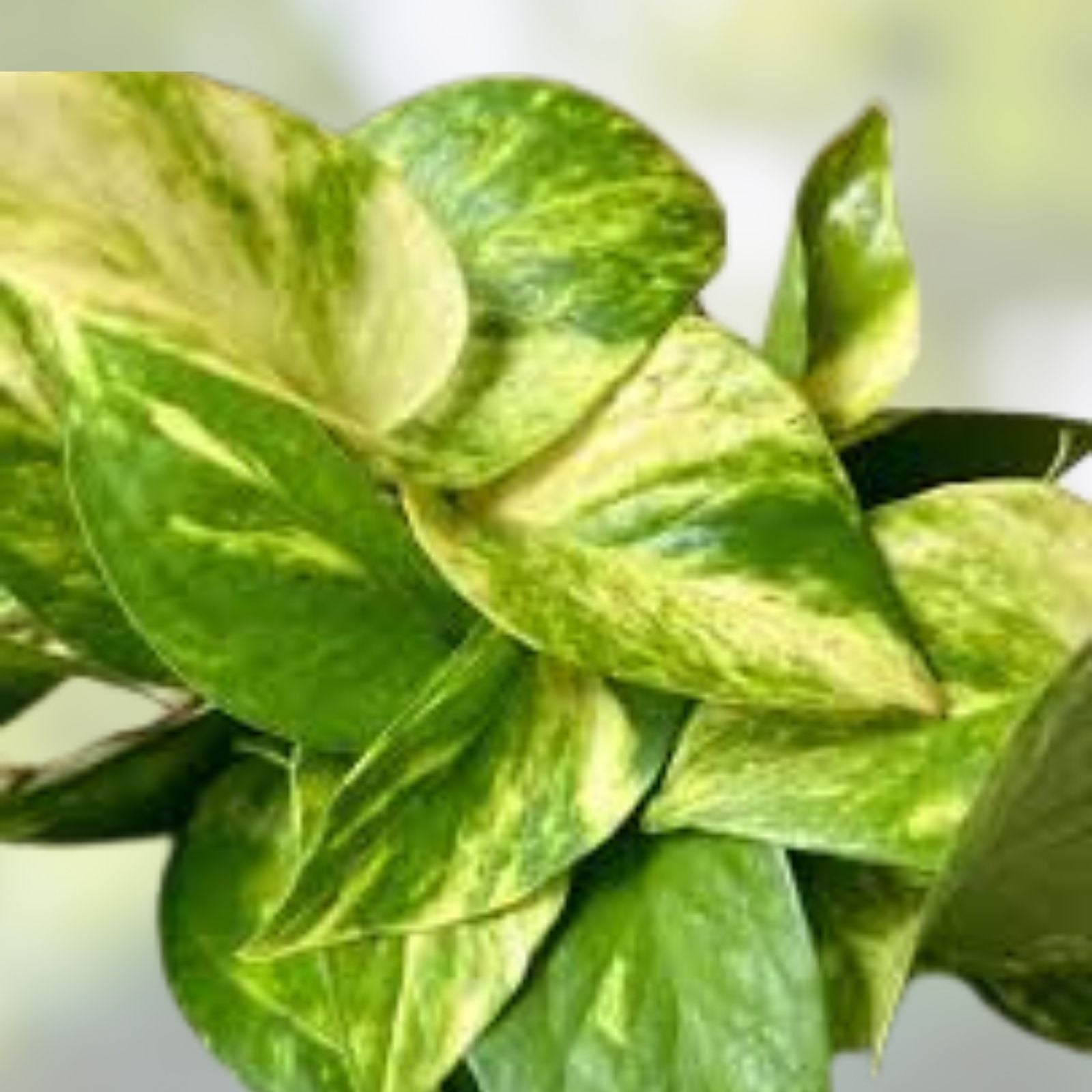 Rooted Pothos Cuttings 10 Pack, Epipremnum aureum, Indoor Houseplant, Green Vine, Live Plant, Non-GMO