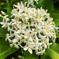 Thai Snow Ixora Starter Plant Variegated White Flowers Tropical Evergreen Shrub Live Houseplant