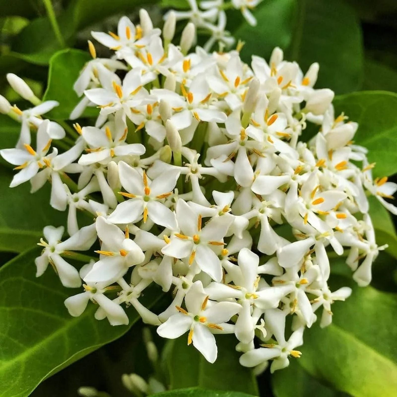 Thai Snow Ixora Starter Plant Variegated White Flowers Tropical Evergreen Shrub Live Houseplant
