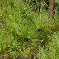 Loblolly Pine Trees 5-Pack | Pinus taeda Seedlings | Fast Growing Southern Pines for Reforestation Privacy Landscaping