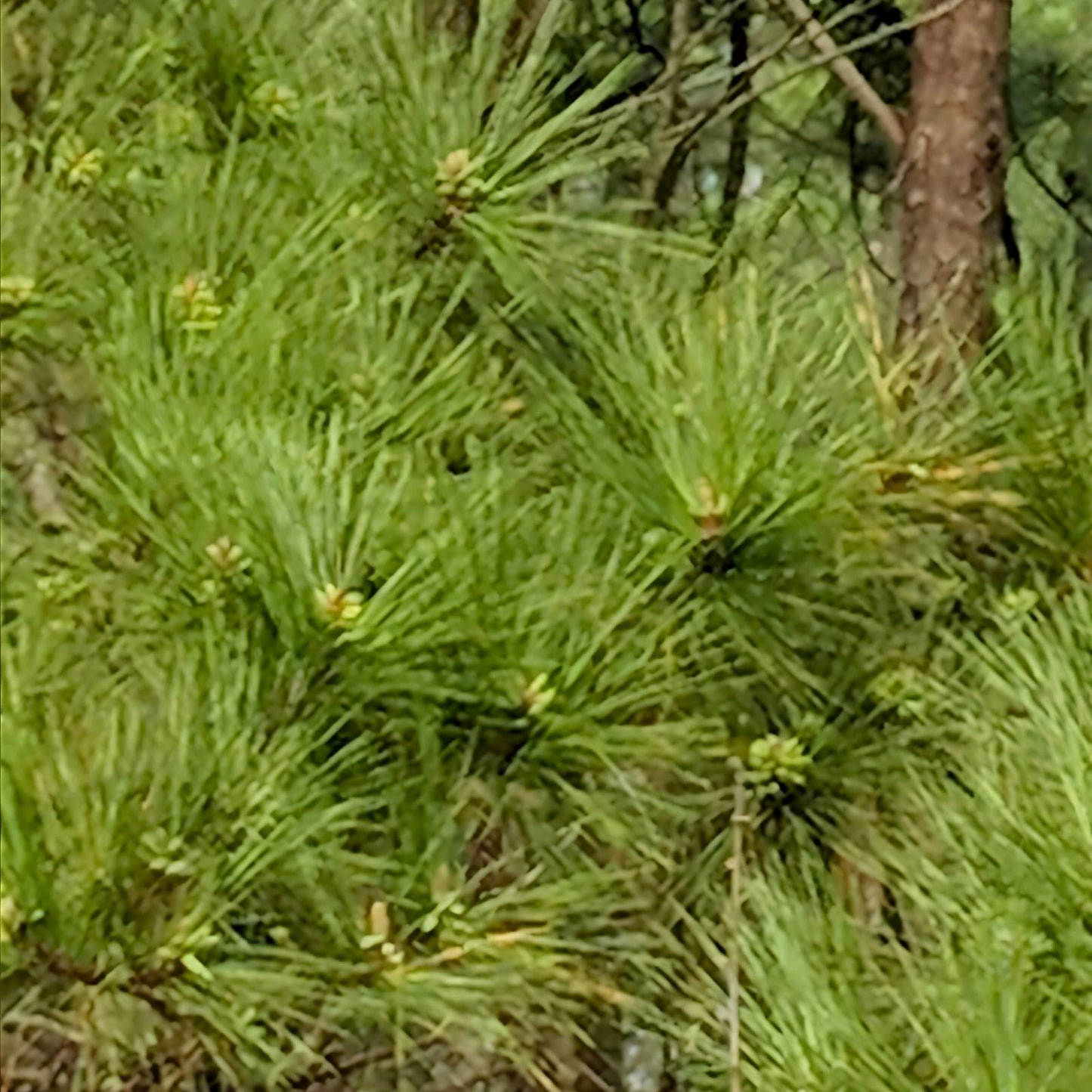 Loblolly Pine Trees 5-Pack | Pinus taeda Seedlings | Fast Growing Southern Pines for Reforestation Privacy Landscaping
