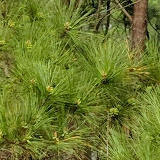 Loblolly Pine Trees 5-Pack | Pinus taeda Seedlings | Fast Growing Southern Pines for Reforestation Privacy Landscaping