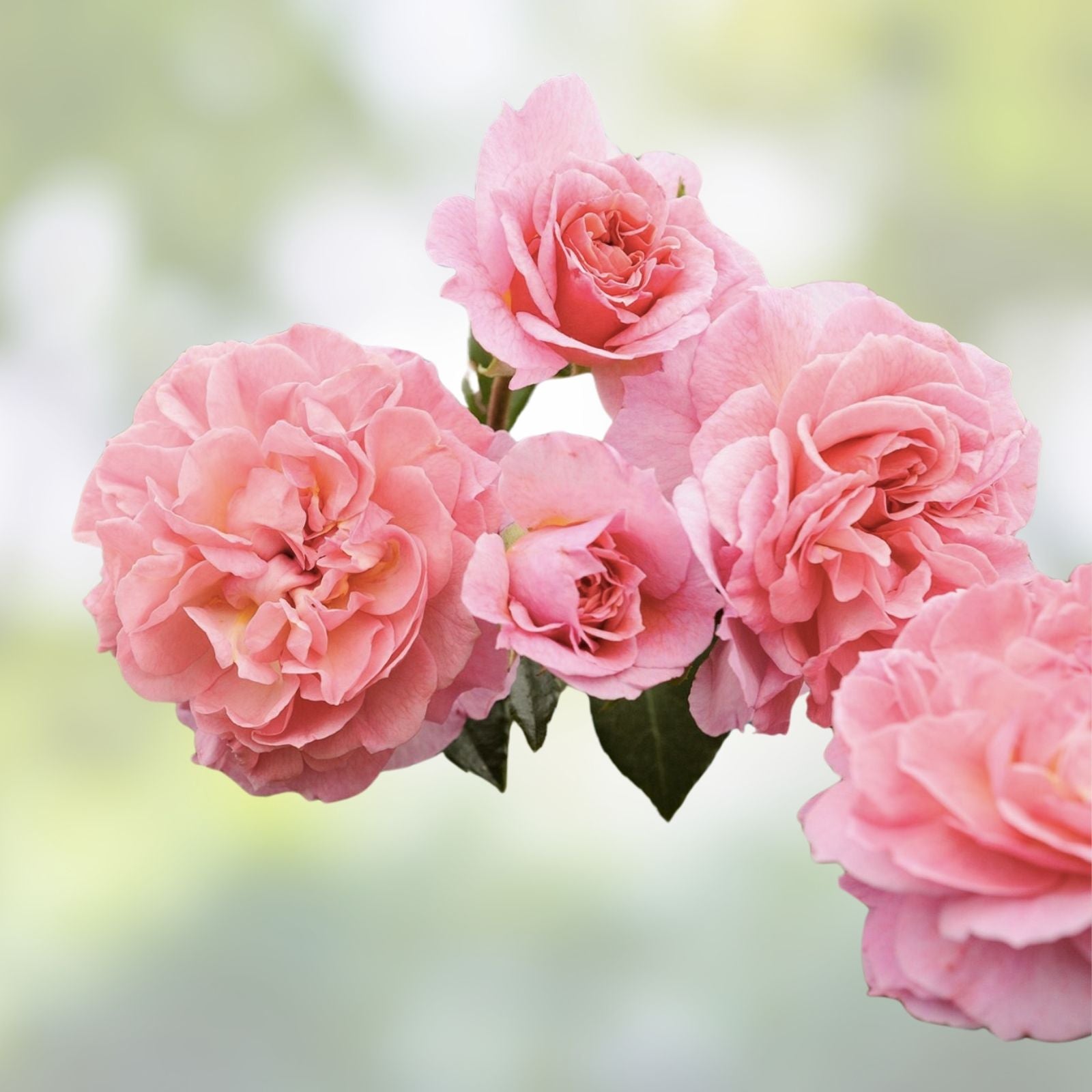 English Climber Rose Cuttings Rosa 'Ausmove' Live Plant 3 Stem Unrooted Garden Starter
