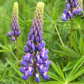 Arroyo Lupine Plant Perennial Purple Flowers Live Cutting Garden Landscape Succulentus Lupinus Starter Plant