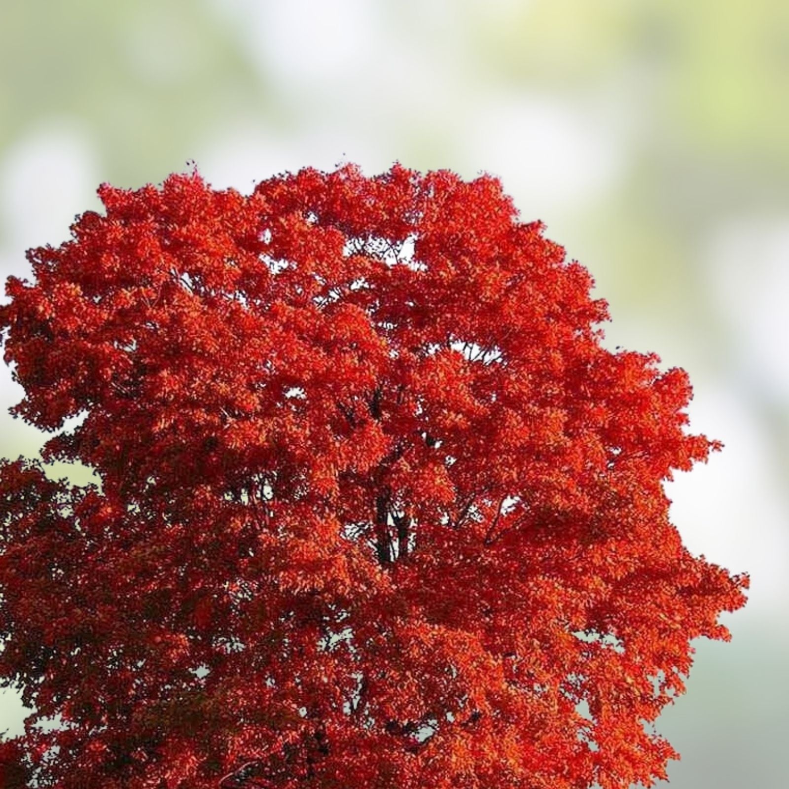 Red Maple Seedlings 1ft 2-Pack Acer rubrum Live Plants Fast-Growing Shade Trees Hardy Southern Alabama Grown