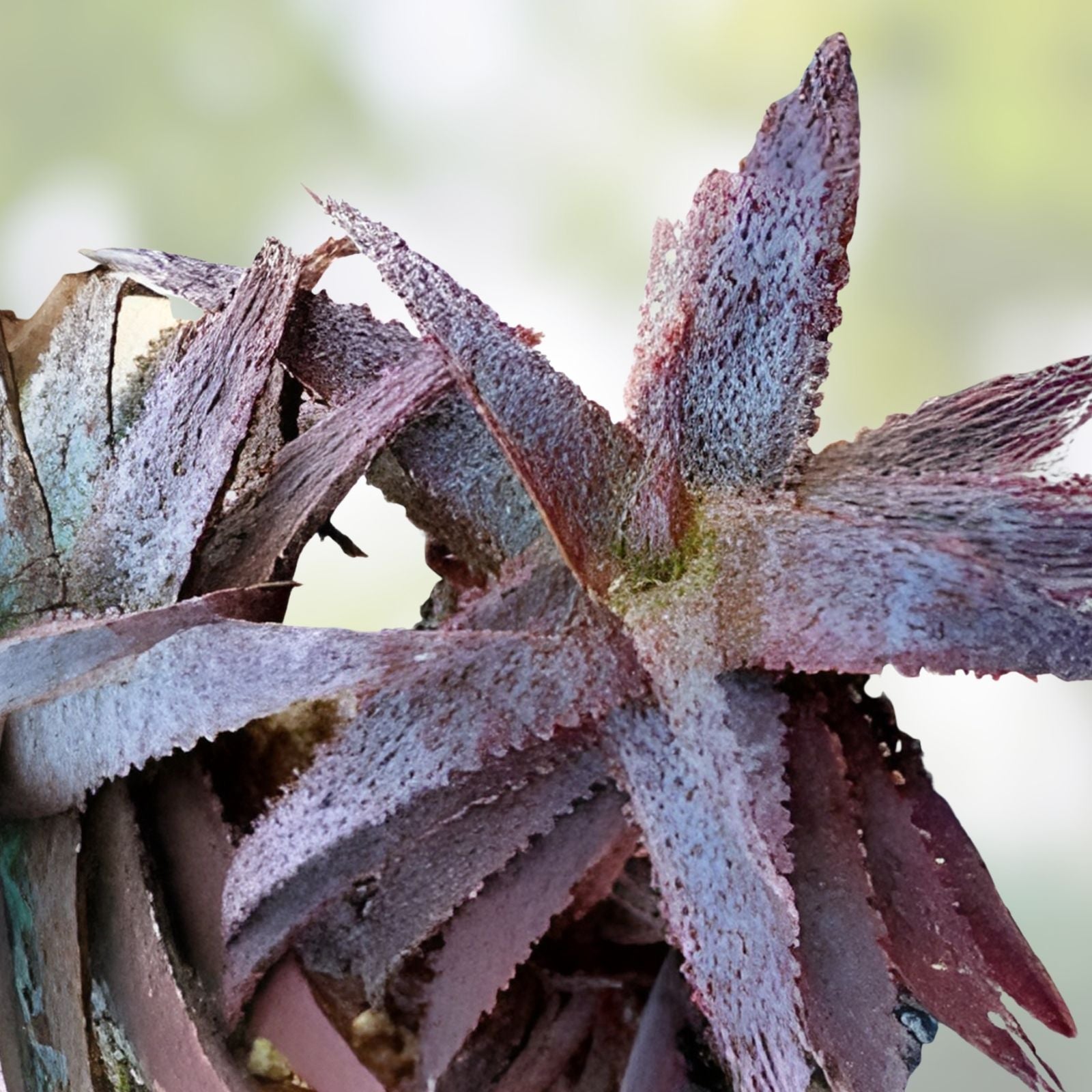 Aloe Hybrid Rooted Cutting Inflamed Variety Succulent Plant for Indoor Gardening, Tim Harvey Hybrid, Live Plant, Starter Plant