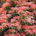 Pieris Japonica Cuttings – Live Japanese Andromeda Bush Propagation Plant Starter Bare Root Houseplant