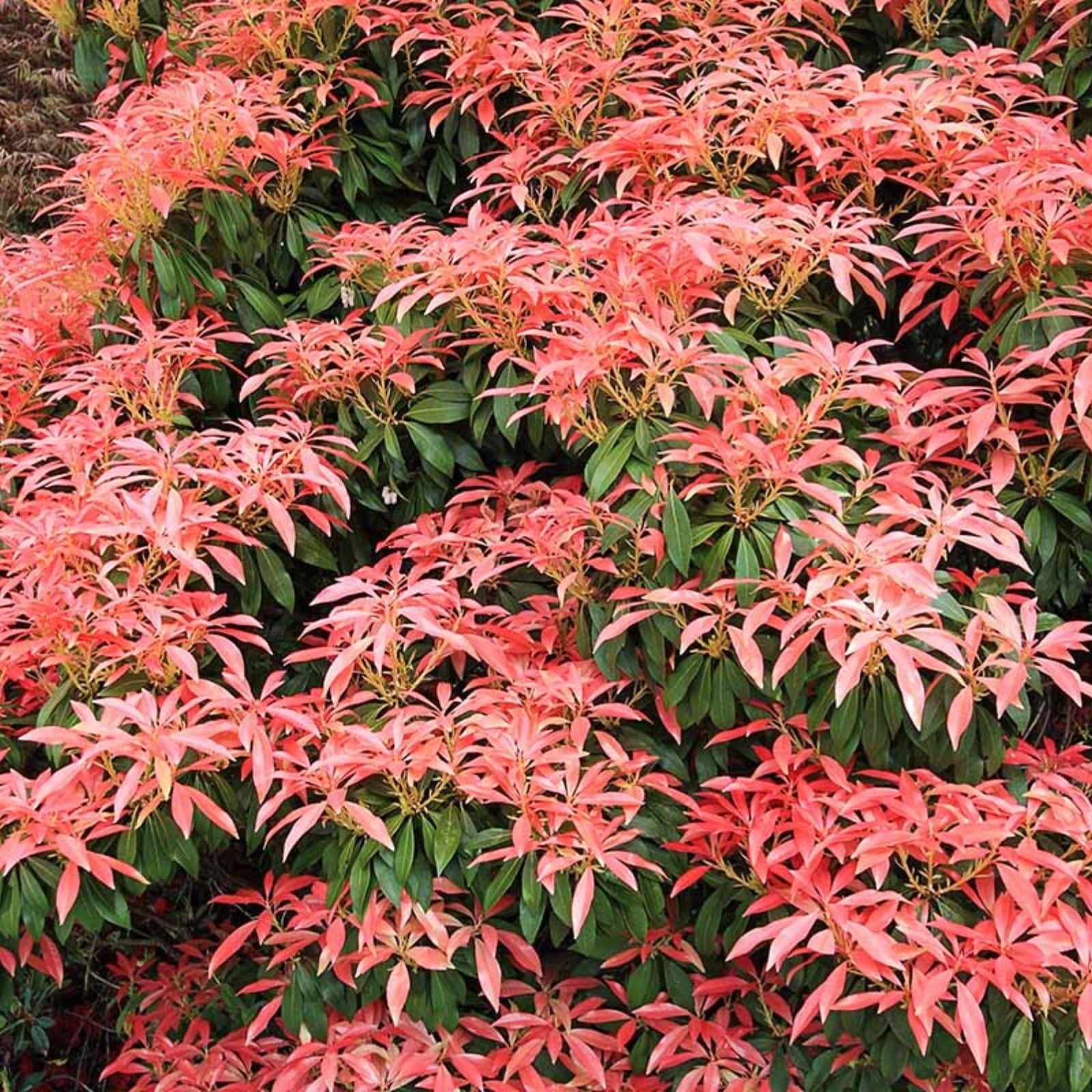 Pieris Japonica Cuttings – Live Japanese Andromeda Bush Propagation Plant Starter Bare Root Houseplant