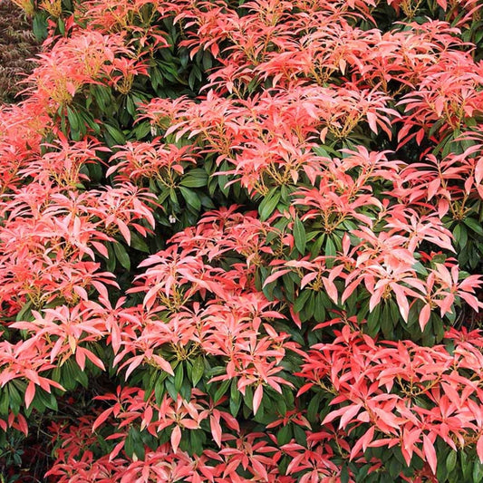 Pieris Japonica Cuttings – Live Japanese Andromeda Bush Propagation Plant Starter Bare Root Houseplant