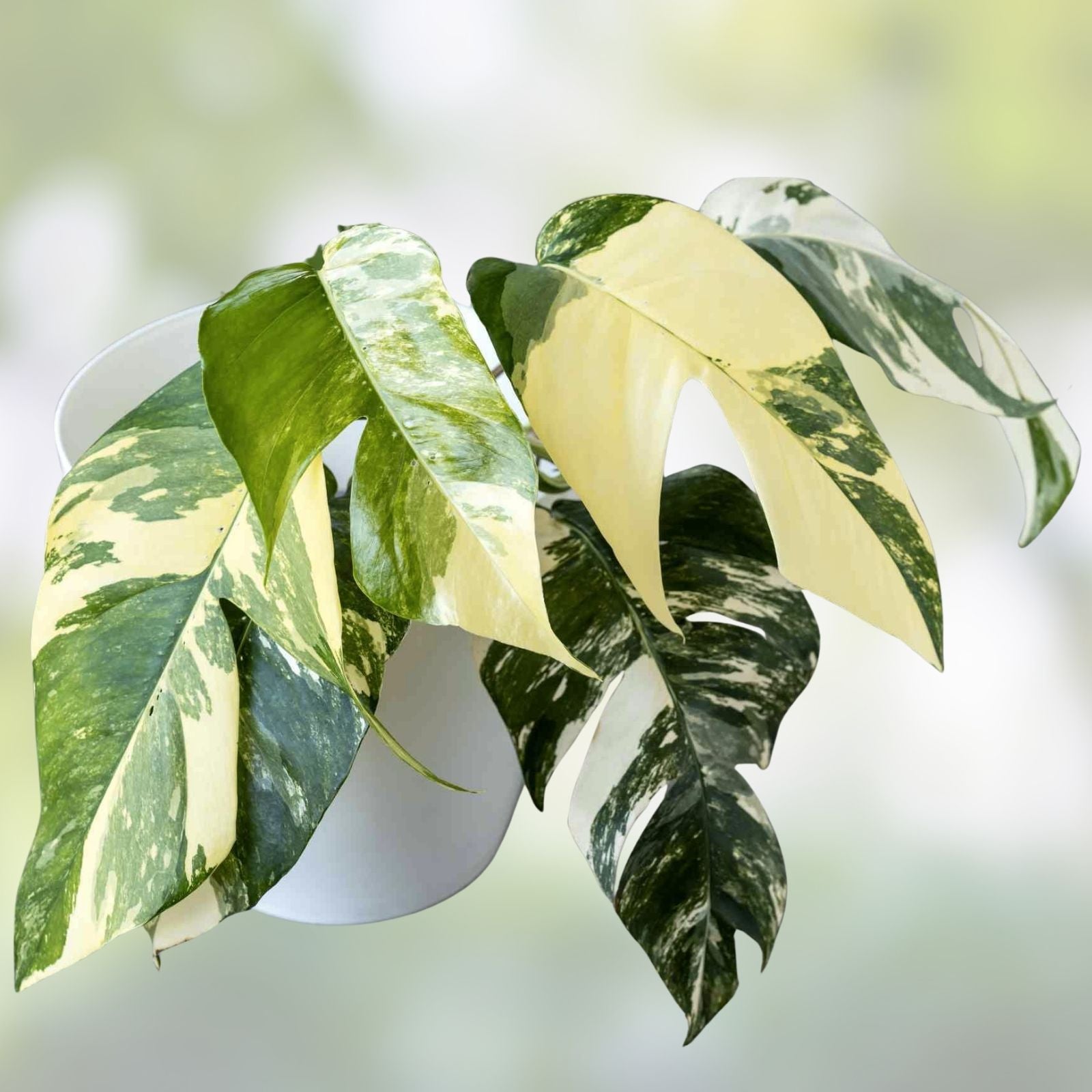 Epipremnum Pinnatum Albo Cutting Rare White Variegated Pothos Houseplant Live Plant Gardening Decor