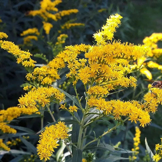 Old Field Goldenrod Seeds 50 Pack - Solidago nemoralis Native Wildflower for Pollinator Gardens, Live Plant, Cutting, Bare Root, Starter Plant