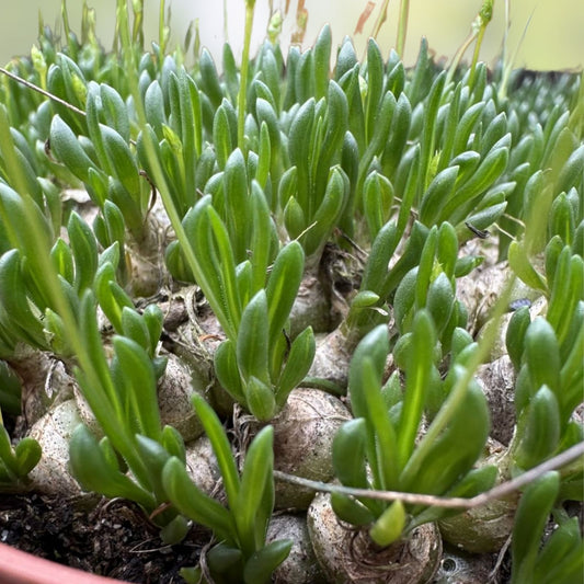 Albuca or Ornithogalum Cluster Succulent Plant 2.5" Pot Rare Live Indoor Houseplant Starter Cutting