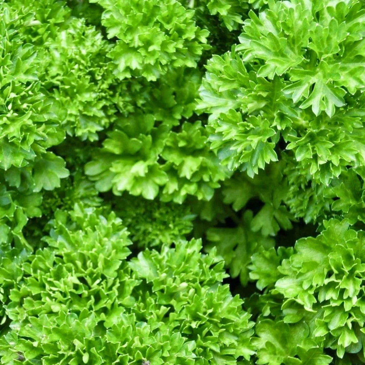 Heirloom Parsley Seeds - Triple Curled Non-GMO Culinary Herb - Petroselinum crispum - 25+ Seeds
