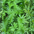 Long Beech Fern Live Plants 5-Pack | Phegopteris connectilis Native Fern Starter | Southern Alabama Houseplant or Cutting