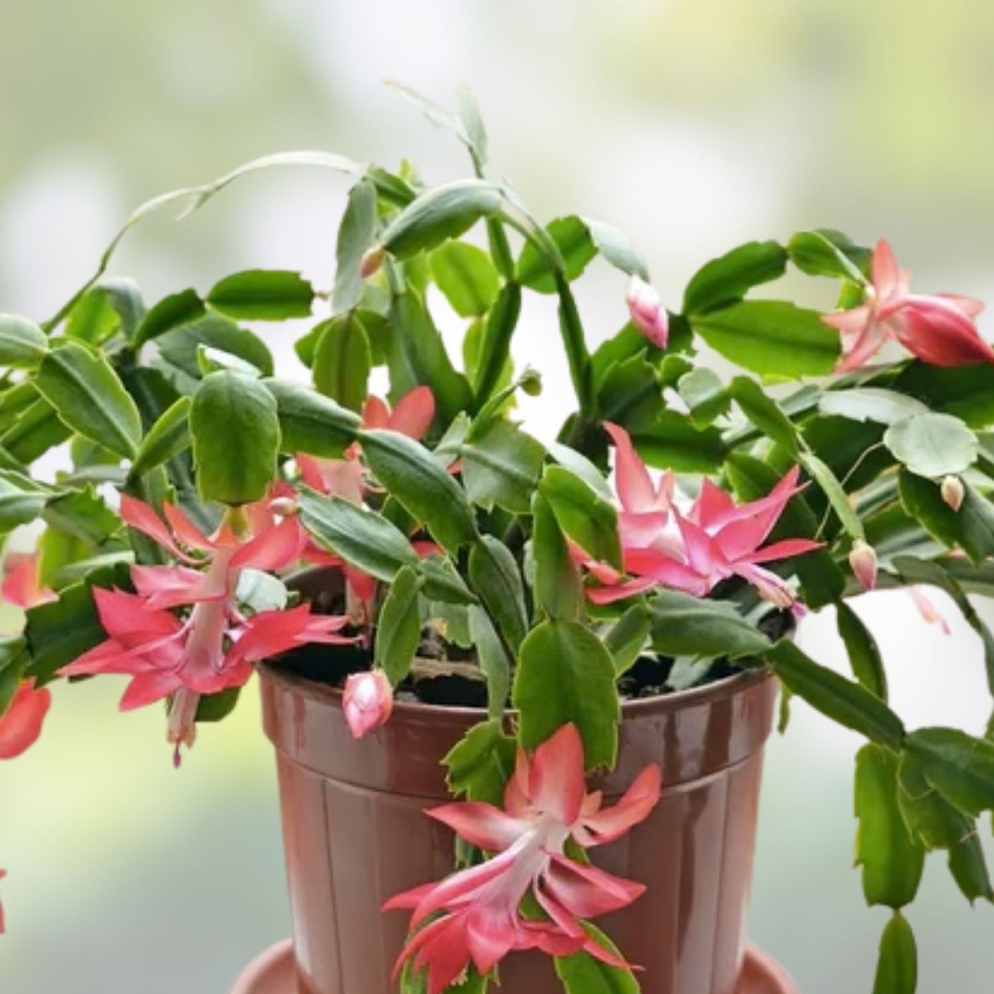 Giant Christmas Cactus Cuttings Red S. truncata Indoor Houseplant Live Plant Garden Decor Starter Plant