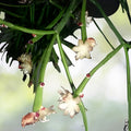 Rhipsalis Dissimilis Cutting - 4 Inch Orchid Cactus Succulent Houseplant with White Flowers