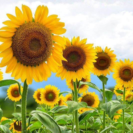 Lemon Queen Sunflower Seeds 20+ Large Colorful Blooms Helianthus annuus Garden Seeds, Live Plant, Cutting, Starter Plant