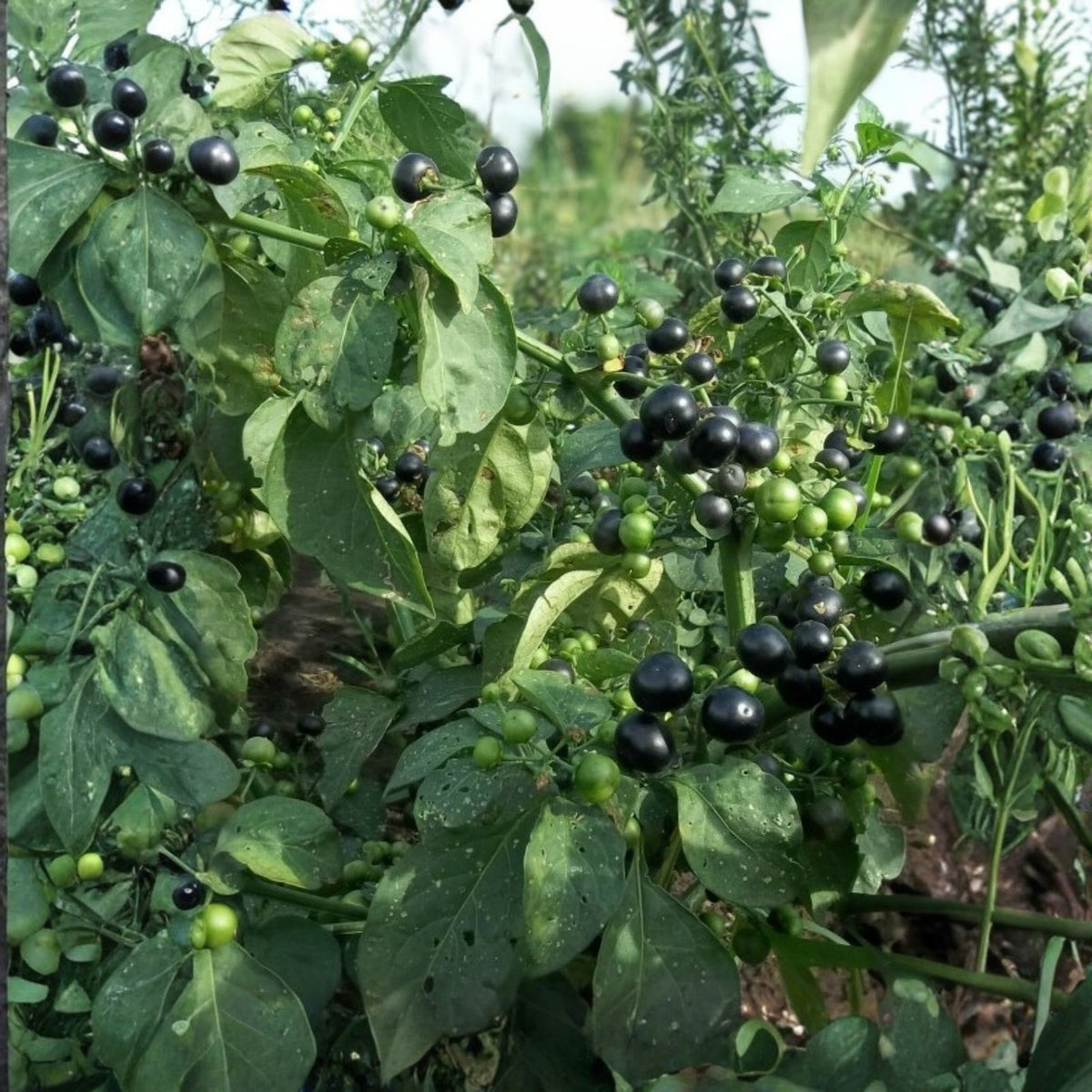 Dusk Huckleberry Seeds Non-GMO Edible Berry Plant Vaccinium deliciosum 125 300 500 Seeds Garden Plant