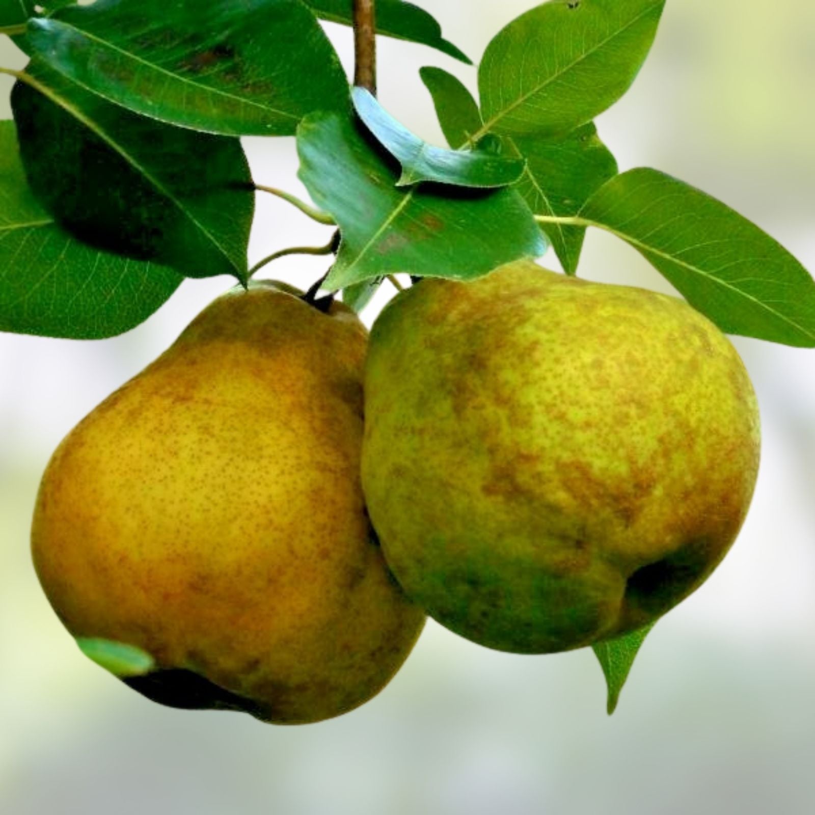 Warren Pear Tree Cuttings 6+3 Scions Pyrus communis Fruit Tree Grafting Propagation Bare Root Starter Plant