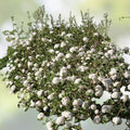 Korean Spice Viburnum Bare Root Plant 18+ Inches Fragrant White Flowers Viburnum carlesii Shrub