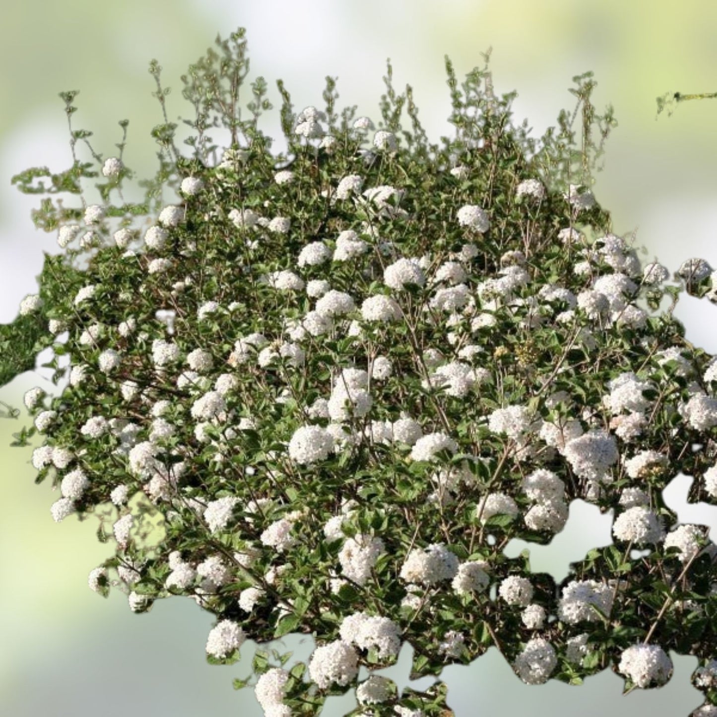 Korean Spice Viburnum Bare Root Plant 18+ Inches Fragrant White Flowers Viburnum carlesii Shrub