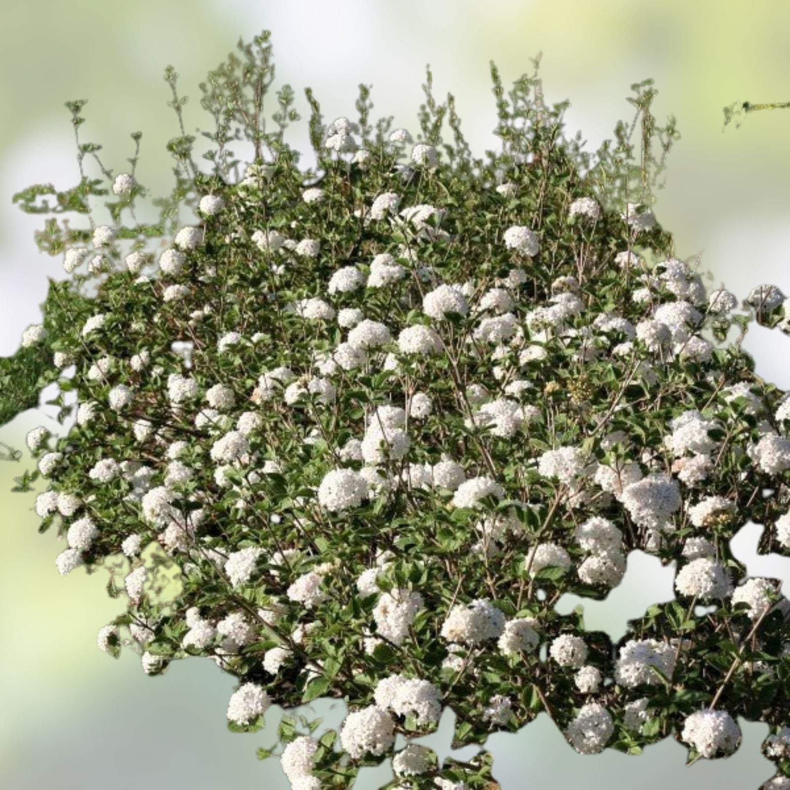 Korean Spice Viburnum Bare Root Plant 18+ Inches Fragrant White Flowers Viburnum carlesii Shrub