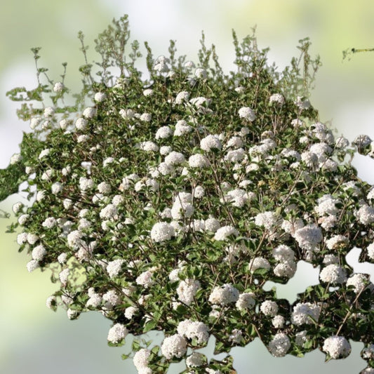 Korean Spice Viburnum Bare Root Plant 18+ Inches Fragrant White Flowers Viburnum carlesii Shrub