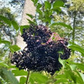 Elderberry Cuttings Sambucus Bush Unrooted Perennial Medicinal Plant for Gardening Landscaping