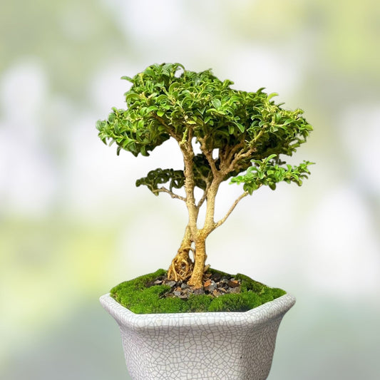 Kingsville Boxwood Bonsai Tree 8” in Crackle Glaze Pot, Buxus microphylla, Miniature Evergreen Plant, Fast Shipping