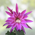 Epiphyllum 'Beijing' Rooted Cutting - Rare Orchid Cactus Plant - Unique Indoor Succulent for Home Decor - Fast Shipping