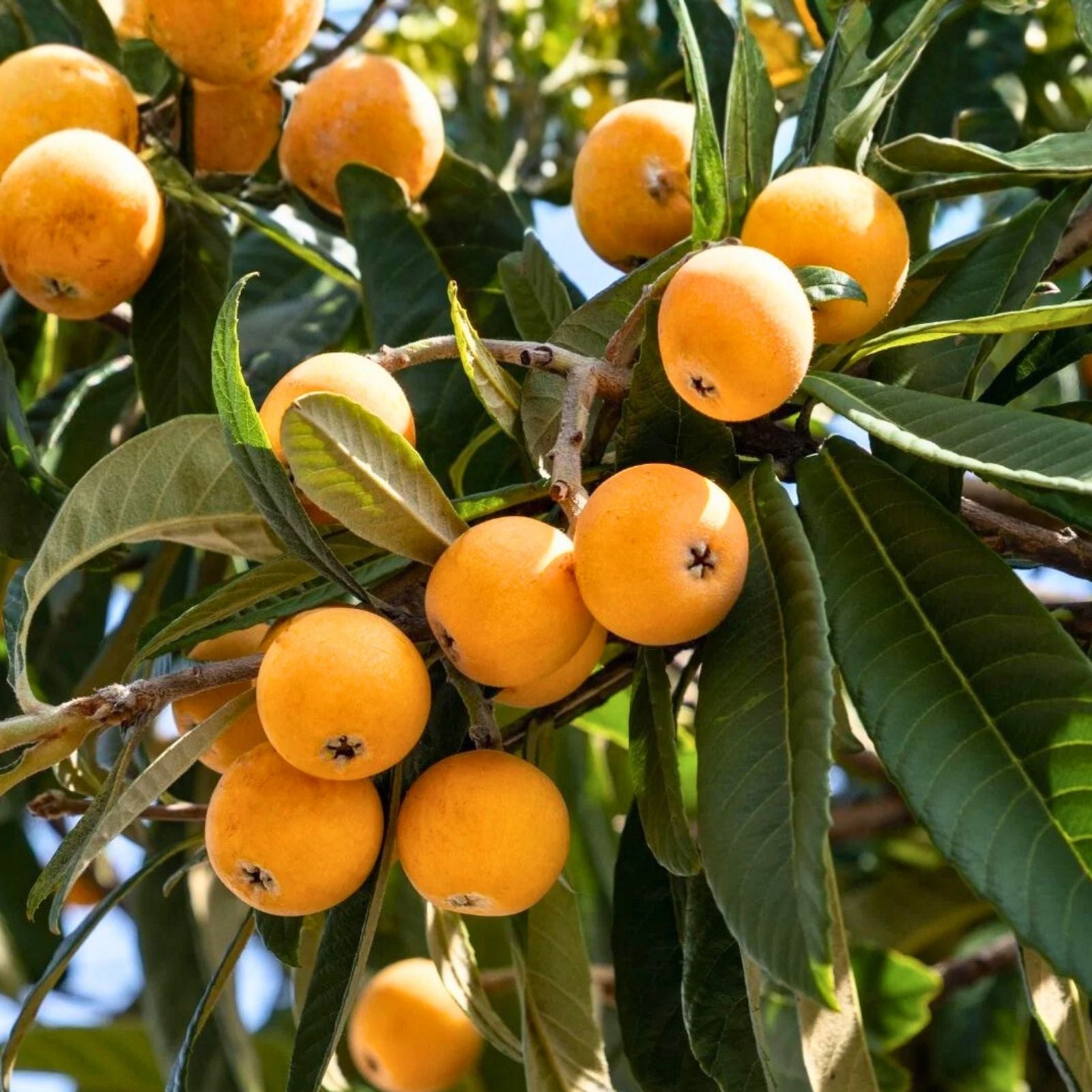 Large Loquat Tree 12" Early Red Eriobotrya japonica Fruit Tree Live Plant Bare Root Starter Plant